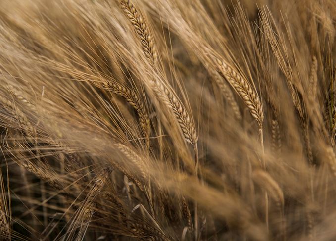 Super grain?: Barley is delicious, nutritious and extremely versatile (Photo: Michael Johnson) Barley field