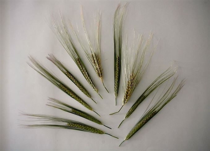 Subtle variation: Bruichladdich has ‘no doubt’ barley variety effects whisky flavour Bruichladdich barley variety