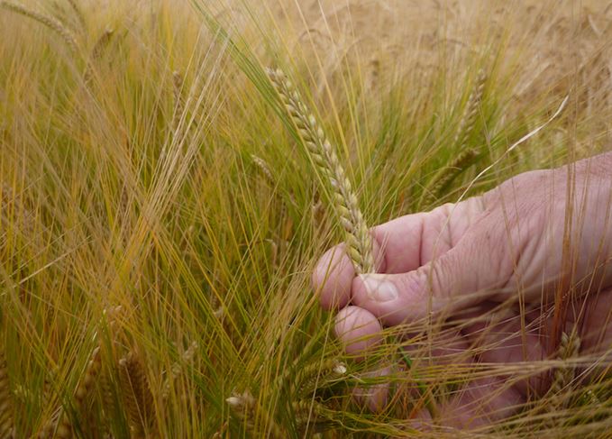 Building block: Barley is one of the 'holy trinity' of components that make up single malt Scotch whisky Concerto barley