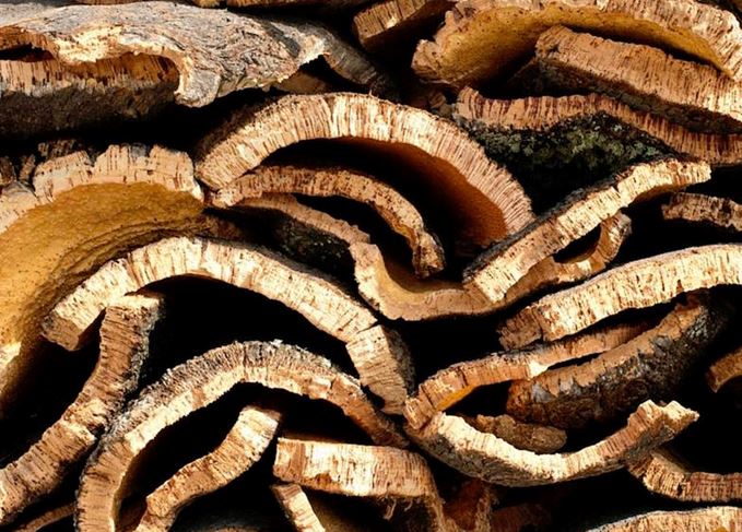 Worse than its bite: The bark of the cork tree can spoil a whisky’s flavour Harvested cork bark