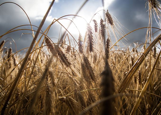 Whisky makers rediscover bere barley | Scotch Whisky
