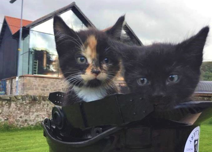 Name that kitten: Entries so far include Angel and Spirit, and Peaty and Smoky Lindores Abbey distillery cats