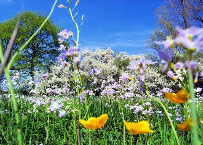 Joys of spring: But which Scotch whiskies are perfectly suited to the season? Springtime flowers