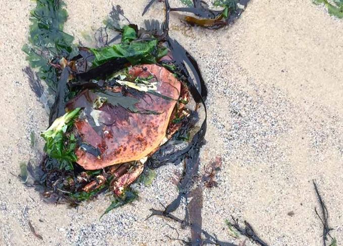 Catch of the day: The seaside offers an abundance of culinary options Seaside cuisine