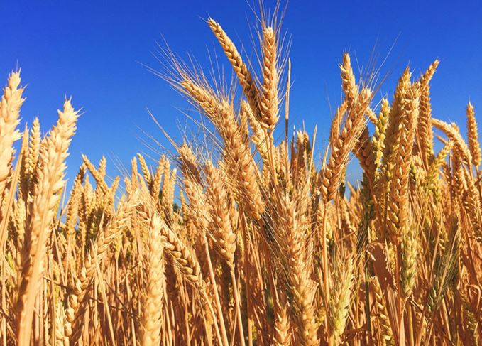 A healthy crop: Pesticides are used on cereals grown to make whisky, but are not considered to be harmful Barley Scotch whisky